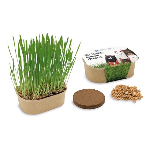Cat grass planting kit - Cat grass