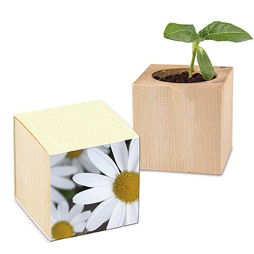 fiore