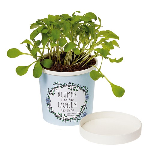 Cup Flower - zaadset - Kers