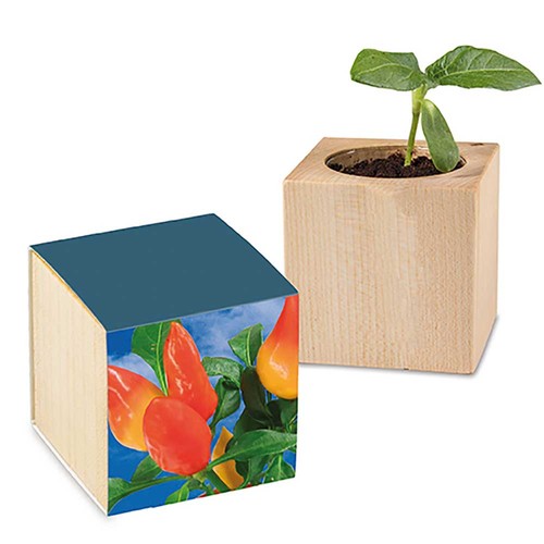 Pot cube avec graines - Piment