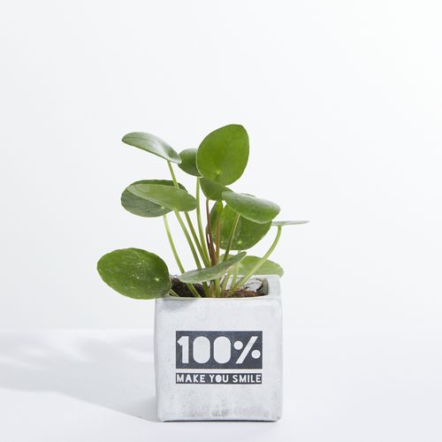 Concrete Hey Pot - Plant Concrete Hey Pot - Plant