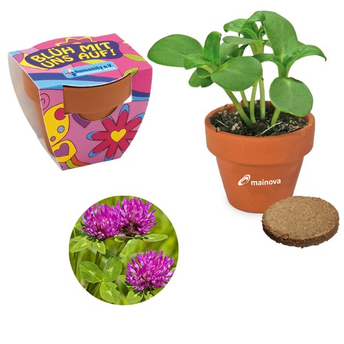 Small terracotta plant pots - Meadow clover