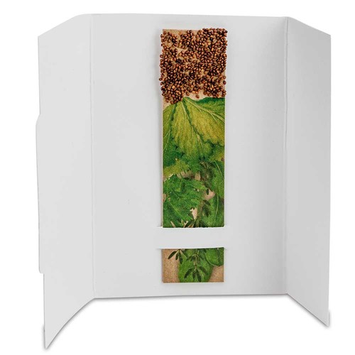 Stick aux herbes avec graines - Basilic Stick aux herbes avec graines - Basilic