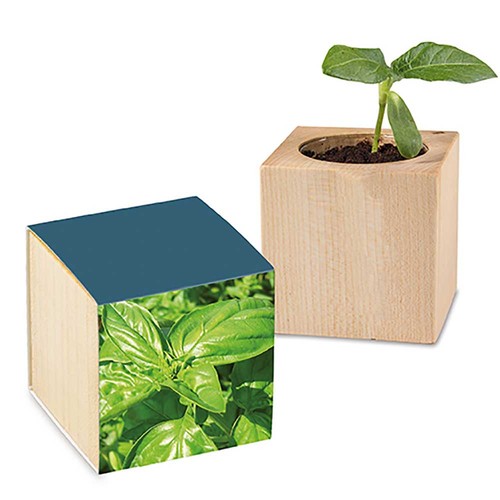 erbe aromatiche