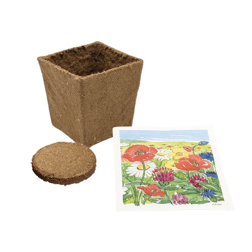 Cube-plantset (klein) - Vergeet-mij-nietje Cube-plantset (klein) - Vergeet-mij-nietje
