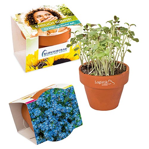 Mini pot terre cuite, fourreau complet - Myosotis