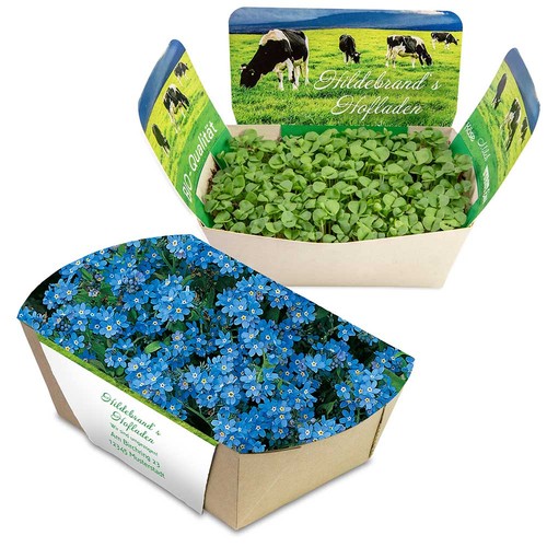 Jardinodrome avec graines - Myosotis Jardinodrome avec graines - Myosotis