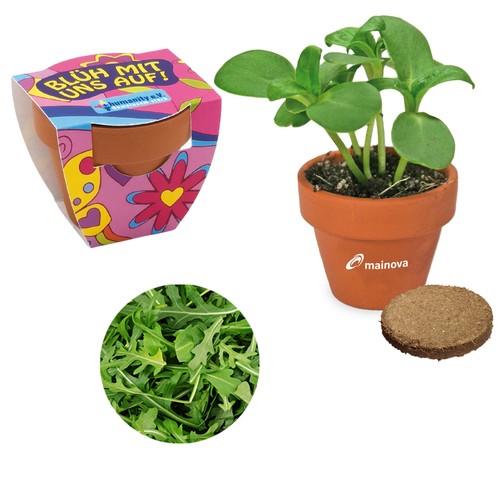 Small terracotta plant pots - Arugula