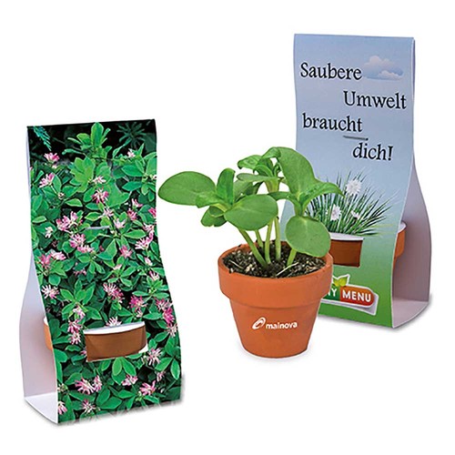 Mini pot terre cuite sous pochette - Trèfle persan Mini pot terre cuite sous pochette - Trèfle persan