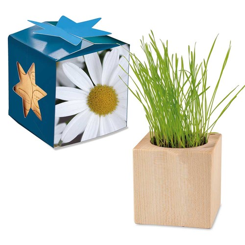 Houten plantenset maxi star-box met zaden - Margriet Houten plantenset maxi star-box met zaden - Margriet
