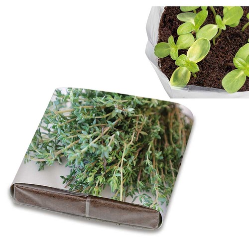 Set de plantation Pop-up avec graines - Thym Set de plantation Pop-up avec graines - Thym