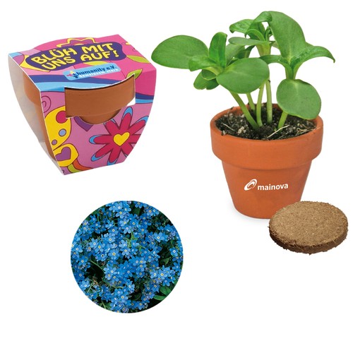 Small terracotta plant pots - Forget-me-not