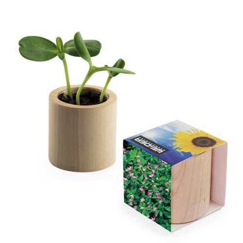 Pot rond en bois avec graines - Trèfle persan
