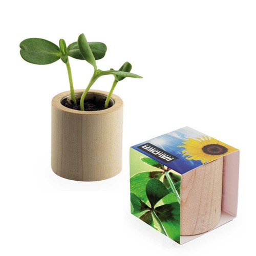 Pot rond en bois avec graines - Bulbes de trèfle à 4 feuilles Pot rond en bois avec graines - Bulbes de trèfle à 4 feuilles