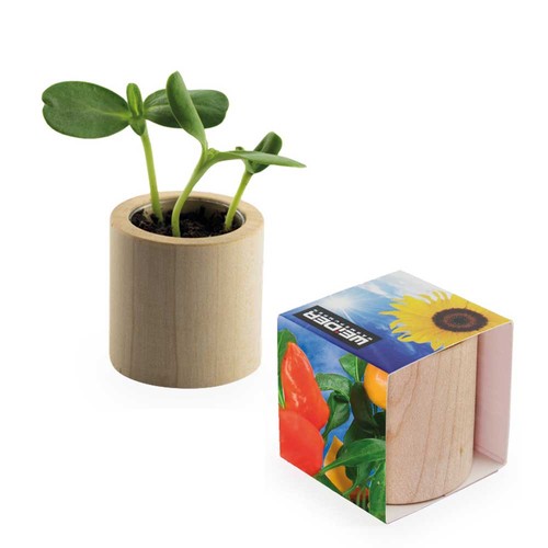 Houten plantenset rond met zaden - Paprika Houten plantenset rond met zaden - Paprika