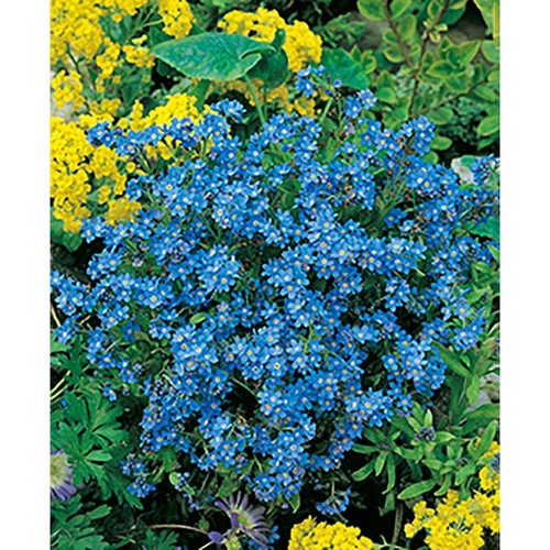 Mini-jardinière bois avec graines - Myosotis Mini-jardinière bois avec graines - Myosotis