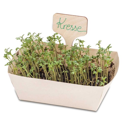 Ensemble de plantes - Lot de 2 - Mélange de Fleurs d'Été / Tournesol Ensemble de plantes - Lot de 2 - Mélange de Fleurs d'Été / Tournesol