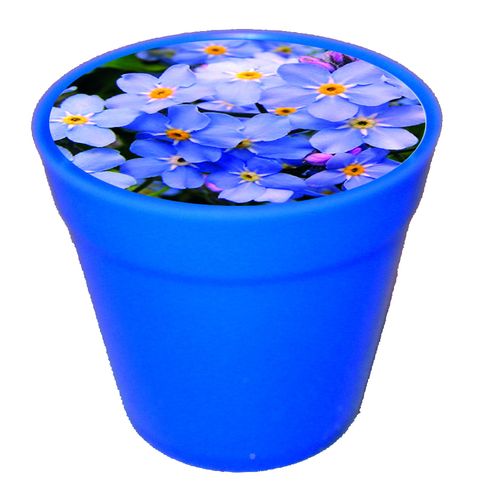 Business Pot Forget-me-not Business Pot Forget-me-not
