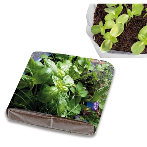 Set de plantation Pop-up avec graines - Mélange d'herbes aromatiques
