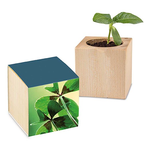 pianta pianta