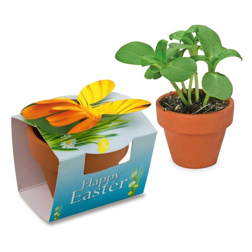 Mini lapin en pot avec graines - Souci