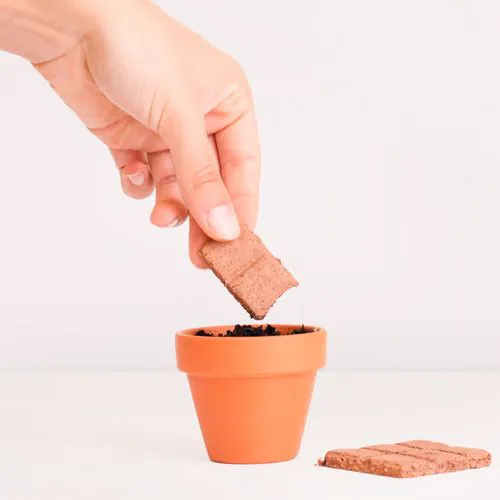 Cioccolato piantabile con semi