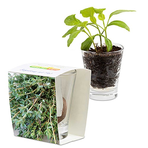 Caffeino-Glass with seeds - Thyme Caffeino-Glass with seeds - Thyme