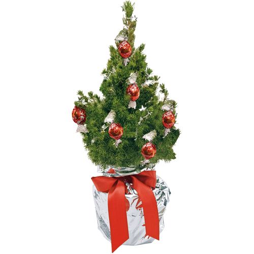 Chocolate Dream Tree 35-45 cm Chocolate Dream Tree 35-45 cm