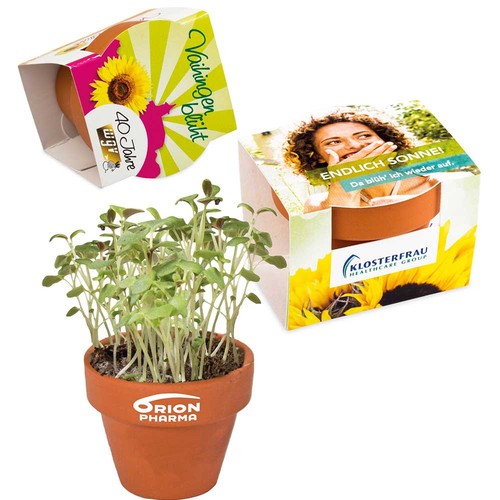 Mini logo-pot complete paper band with seeds - Persian clover (seeds)
