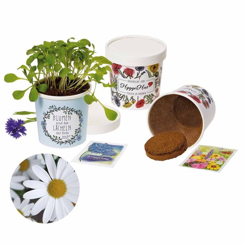 Cup Flower - zaadset - Margriet Cup Flower - zaadset - Margriet