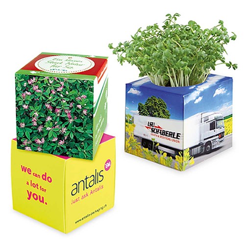 Plant-cube 2.0 with seeds - Christmas - Persian clover (seeds) Plant-cube 2.0 with seeds - Christmas - Persian clover (seeds)