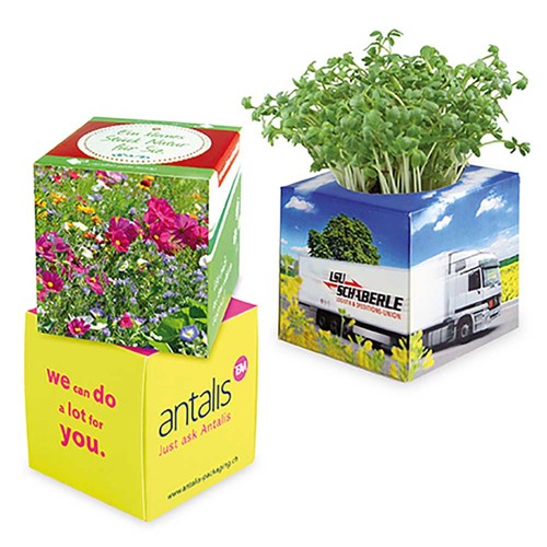 Plant-cube 2.0 with seeds - Christmas - Summerflowers mix Plant-cube 2.0 with seeds - Christmas - Summerflowers mix