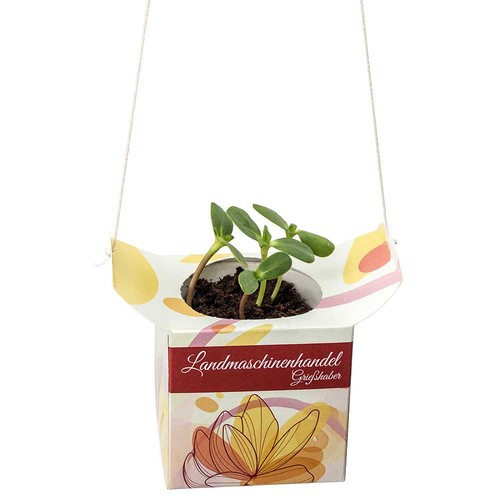 Hanging pot - Persian clover (seeds)