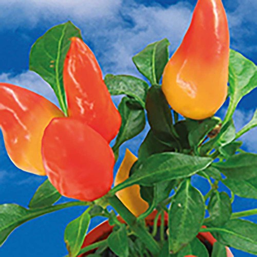 Zaadzakjes standaard papier - Paprika Zaadzakjes standaard papier - Paprika