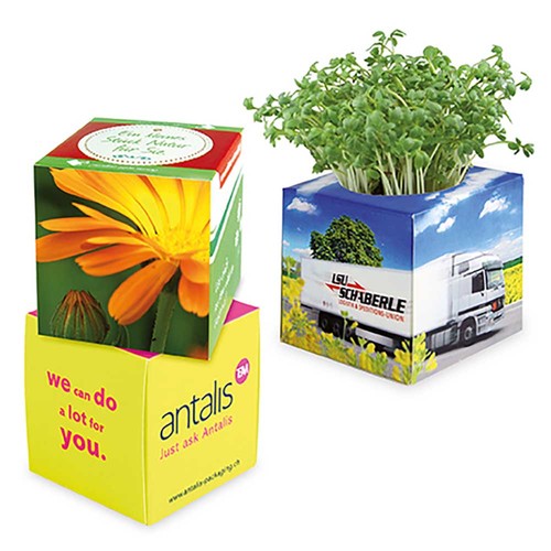 Plant-cube 2.0 with seeds - Christmas - Marigold Plant-cube 2.0 with seeds - Christmas - Marigold