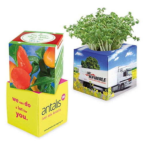 Plant-cube 2.0 with seeds - Christmas - Chilli