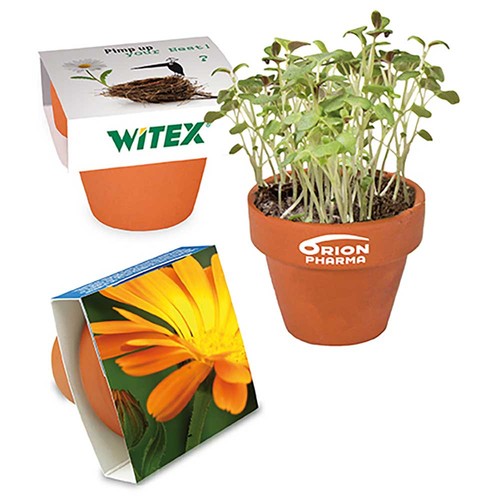 Mini pot terre cuite avec graines - Souci
