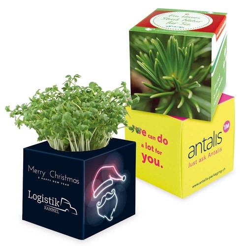 Plant-cube 2.0 with seeds - Christmas - Spruce Plant-cube 2.0 with seeds - Christmas - Spruce