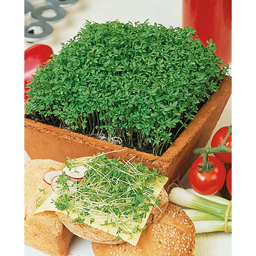 Zaden sachet - Tuinkers