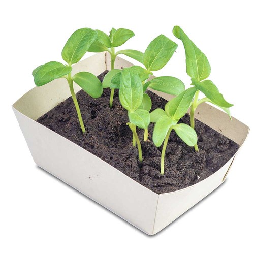 Jardinière en papier bambou avec graines - Souci Jardinière en papier bambou avec graines - Souci