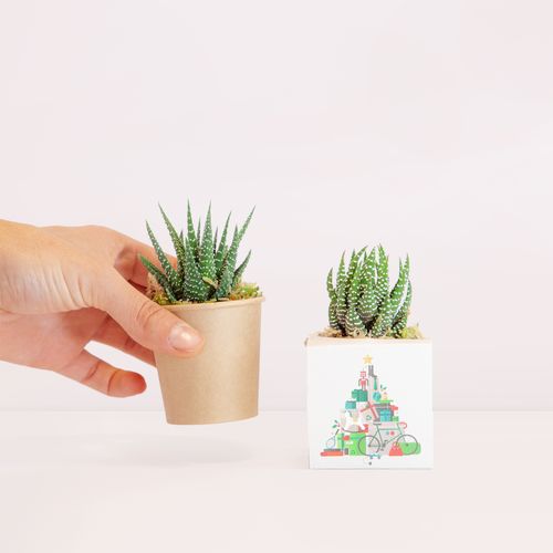 Cactus zero Cactus zero