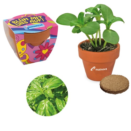 Small terracotta plant pots - Basil
