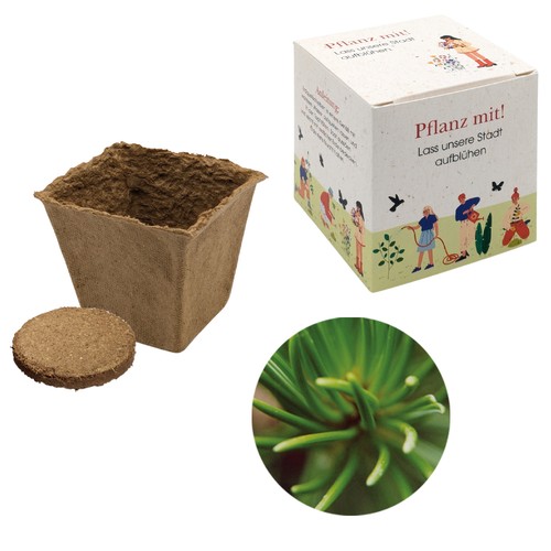 Cube-plantset (groot) - Fijnspar Cube-plantset (groot) - Fijnspar