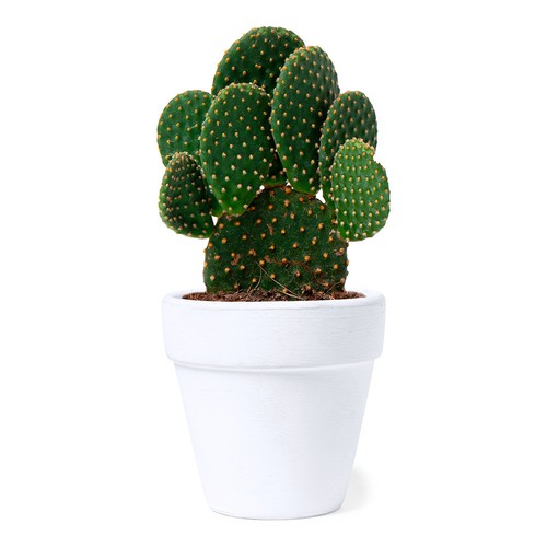 Flowerpot Konte Flowerpot Konte