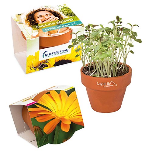 Mini pot terre cuite, fourreau complet - Souci