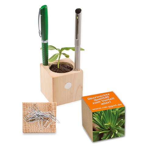 Plant wood X-mas office with spruce seeds - Spruce Plant wood X-mas office with spruce seeds - Spruce