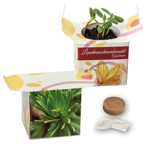 Hanging pot - Spruce Hanging pot - Spruce