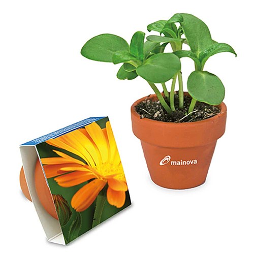 Pot en terre cuite avec graines - terre cuite - Souci Pot en terre cuite avec graines - terre cuite - Souci