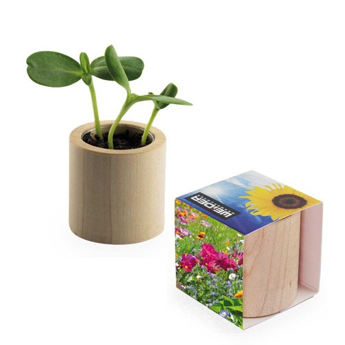 Pot rond en bois avec graines - Mélange de fleurs d'été
