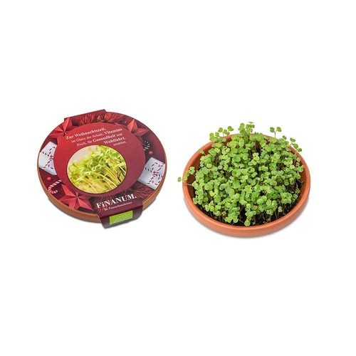 Bol de vitamines - Roquette Bol de vitamines - Roquette